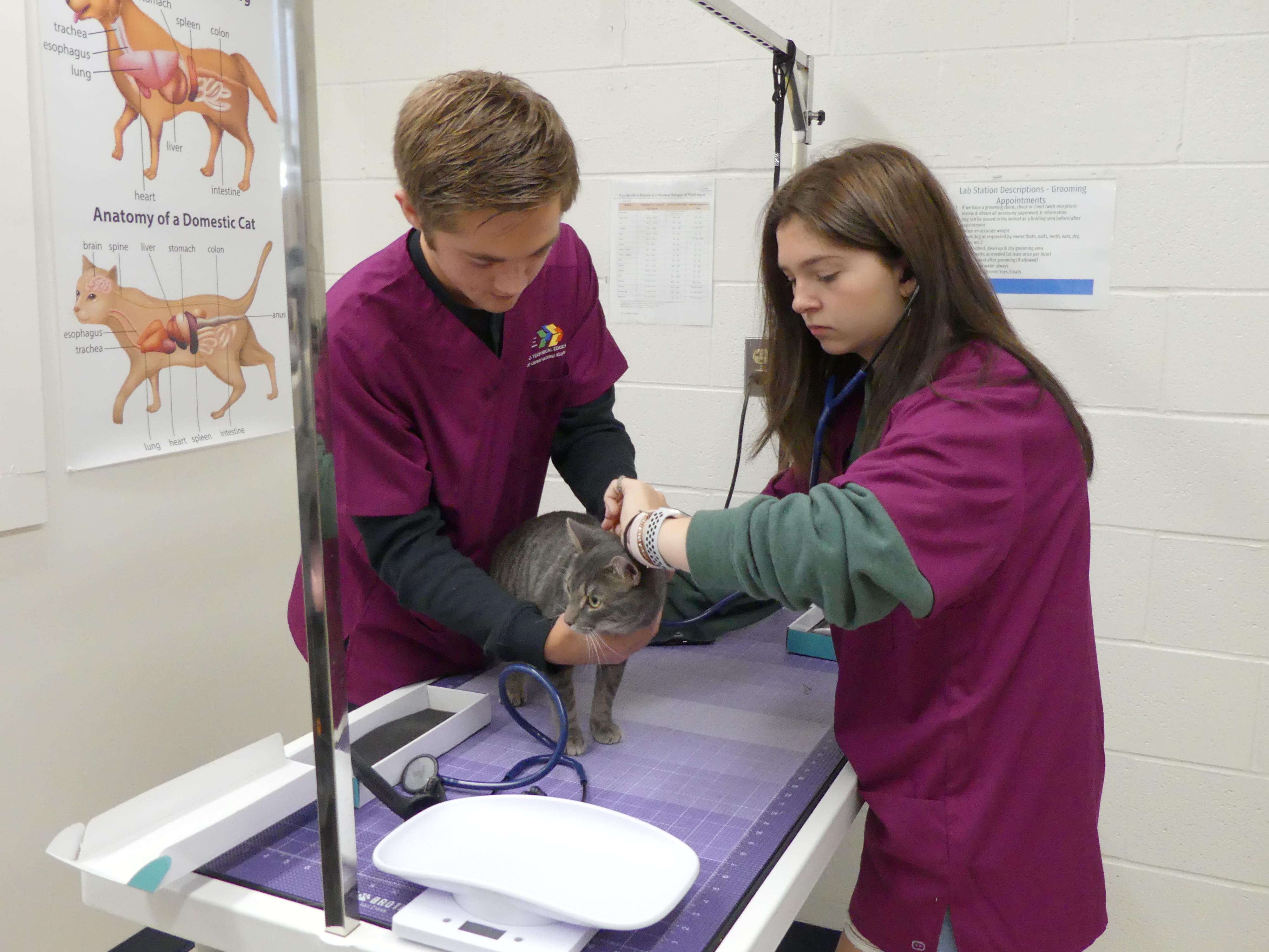 2 students performing animal health checks